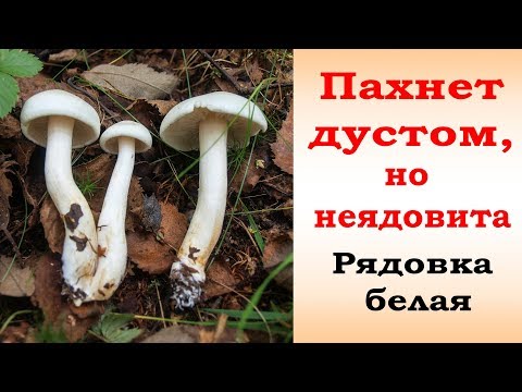 Видео: Пахнет дустом, но неядовита Рядовка белая.
