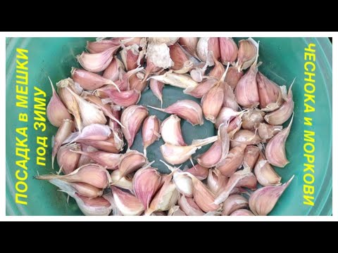 Видео: ЧЕСНОК и МОРКОВЬ. Посадка под ЗИМУ в МЕШКИ (Каркасные КАШПО). МОЙ ОГОРОД В МЕШКАХ 2021. Запись №12.