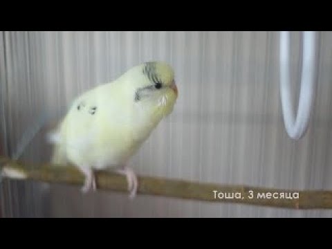 Видео: Весёлое пение волнистого попугая Тоши в 3 месяца