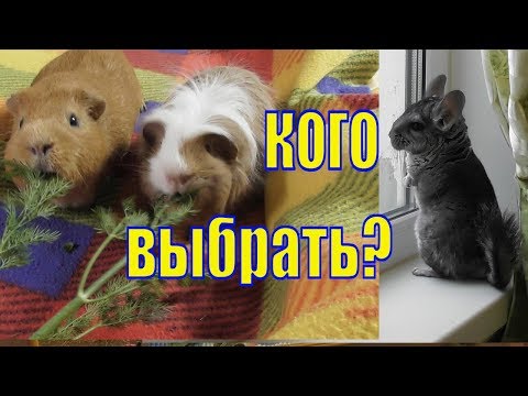 Видео: Какого питомца выбрать/ Морские свинки или шиншиллы