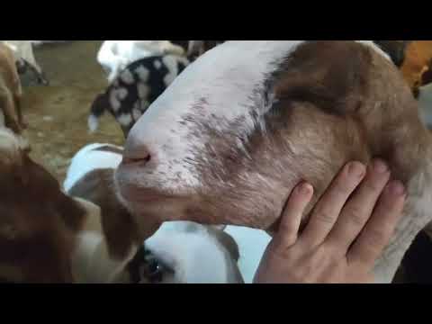 Видео: Сарай для содержания коз🤗