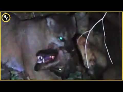 Видео: Самая страшная атака ПУМЫ, заснятая на камеру !!