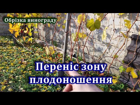 Видео: Обрізка не по правилах: формую виноград “зі зміщенням”