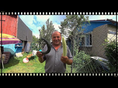 Видео: У тёщи на юбилее , отпуск подходит к концу, вернулся в город.