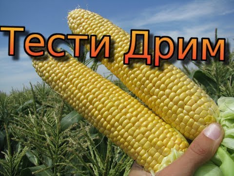 Видео: Сахарная кукуруза - серия 21. Тести Дрим - кукуруза мечта, или мечта о кукурузе! Сахарная кукуруза.