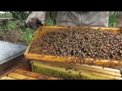 Видео: Как выглядит пасека в Америке