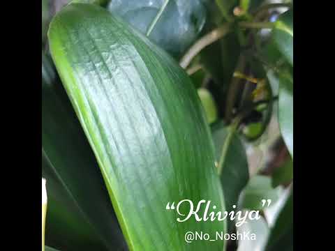 Видео: Кливия гулининг чириш сабаблари нимада?!