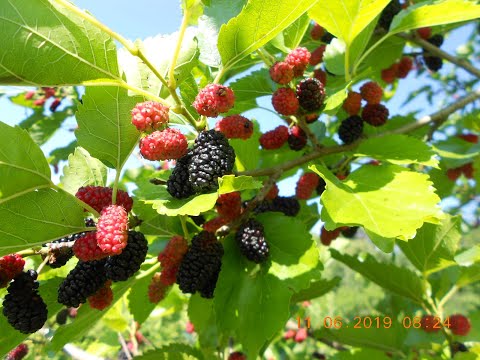 Видео: ШЕЛКОВИЦА (ТУТОВОЕ ДЕРЕВО) КРУПНОПЛОДНАЯ "ЧЕРНЫЙ ПРИНЦ"
