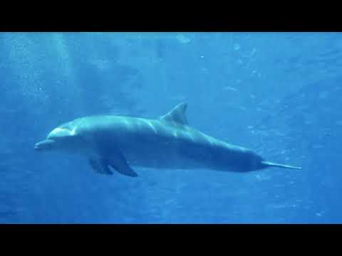 Видео: 🐬 Дельфинотерапия БЕЗ МУЗЫКИ! Dolphin sounds 🐬