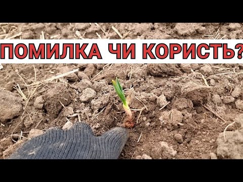 Видео: ✅ Закриття вологи на часнику: 👍мій досвід боронування!