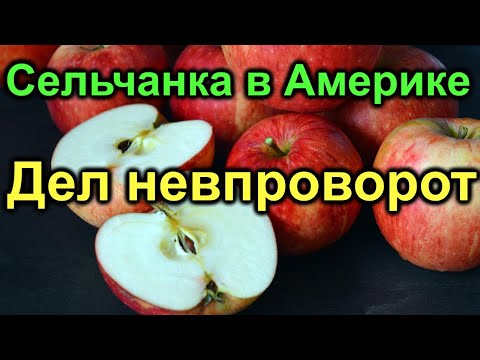 Видео: Сельчанка в Америке. Ох столько дел