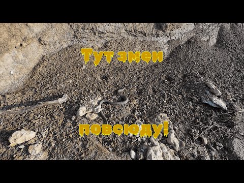 Видео: Змеи повсюду!!!