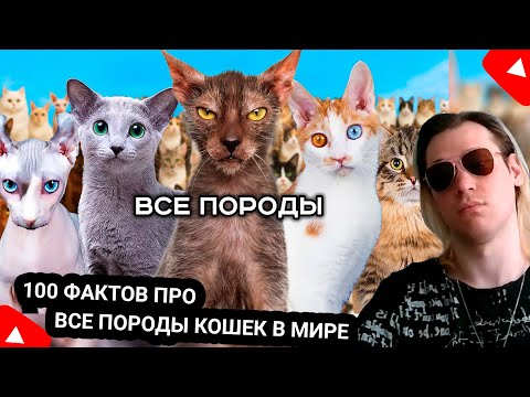 Видео: Kensant смотрит: 100 фактов про ВСЕ ПОРОДЫ КОШЕК в мире ► КВОККА ► #reaction #кошки