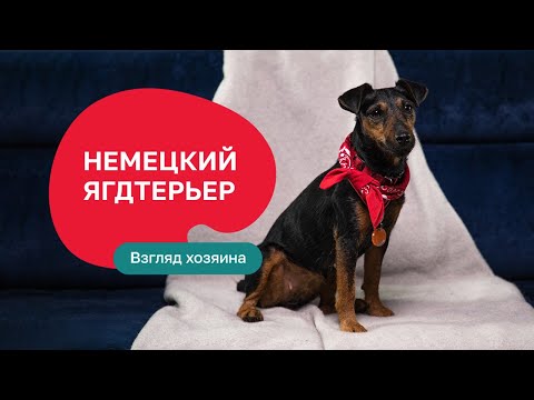 Видео: Немецкий ягдтерьер – все о породе, плюсы и минусы — шоу «Ожидание/реальность»