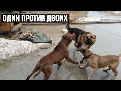 Видео: Питбуль один против двоих !!! Питбуль против Немецкой овчарки и питбуля. Защита питбуля Спайка