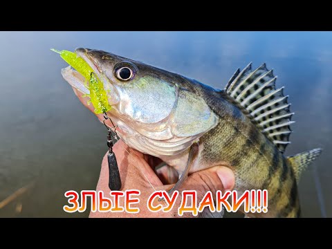 Видео: Злые судаки на джиг! Половили хищника, карасей и сазана!!!