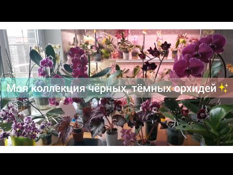 Видео: Мои чёрные орхидеи. Обзор тёмных орхидей на 20.04.2022г.