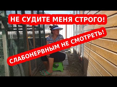 Видео: Утки щипаются, выщипывают перья друг у друга до крови