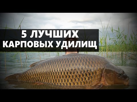 Видео: 5 ЛУЧШИХ КАРПОВЫХ УДИЛИЩ ДЛЯ РЫБАЛКИ
