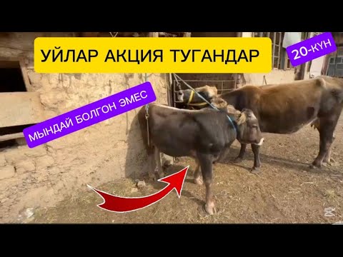 Видео: УЙЛАР АКЦИЯ ТУГАНДАР БООЗ УЙЛАР САТЫЛАТ ЧҮЙ ОБЛУСУ БЕЛОВОДСКИЙДЕ ПЕТРОВКАДА ДА ДОСТАВКА БАР ✅