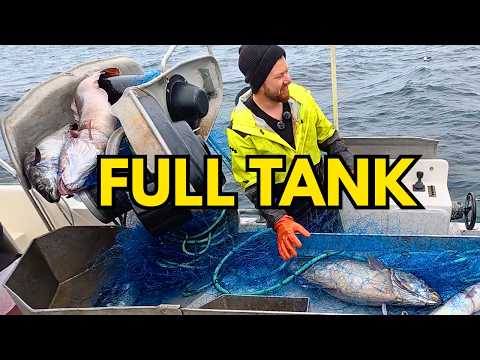 Видео: 32 полных сети для ловли сайды во фьорде (много БОЛЬШОЙ рыбы) №9