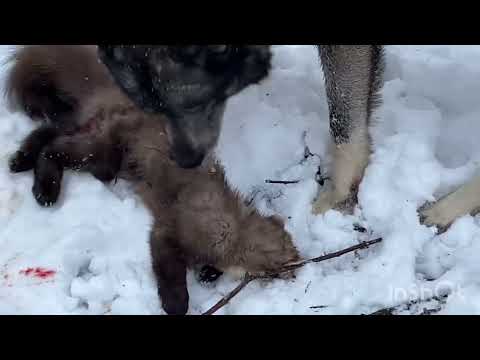 Видео: #9 Охота на Куницу 2024. Охота выходных дней!