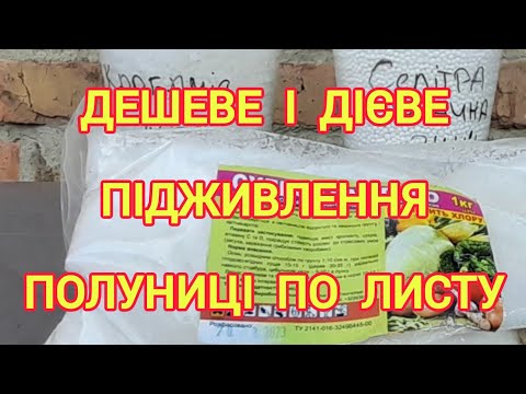 Видео: Чим підживити полуницю по листу, щоб був результат?
