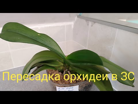 Видео: Стимулирующая к цветению пересадка орхидеи🌺