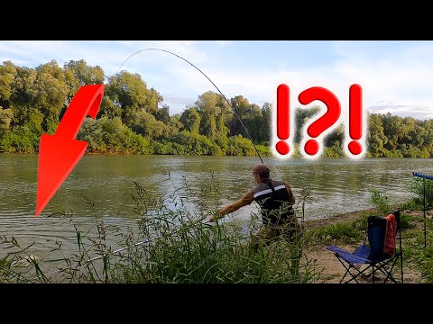 Видео: КАК ПОЙМАТЬ сазана? ДИКИЙ САЗАН - эксперименты НА РЫБАЛКЕ И всё-таки Я его ПОЙМАЛ! Рыбалка на Дунае
