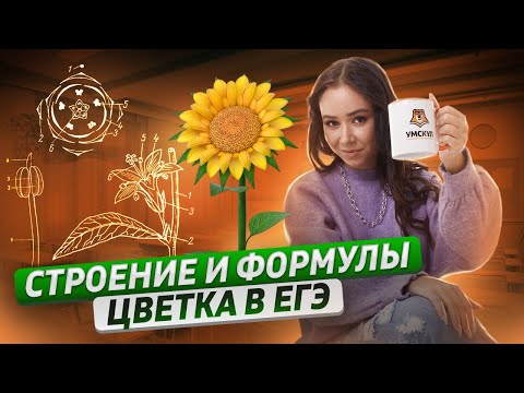 Видео: Строение и формулы цветка в ЕГЭ | Биология ЕГЭ 2023 | Умскул