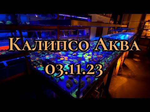 Видео: Калипсо Аква