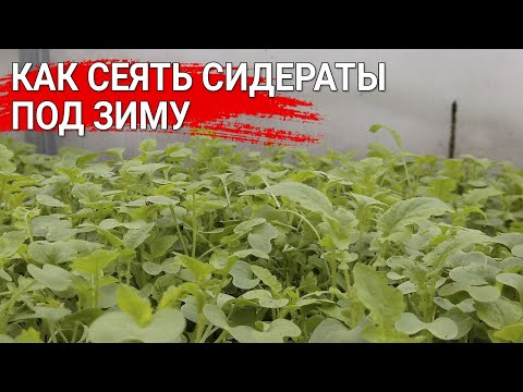Видео: Как сеять сидераты под зиму