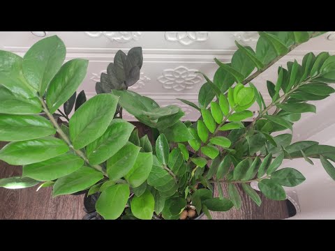 Видео: ЗАМИОКУЛЬКАС Любит ЭТИ 10 ВЕЩЕЙ! Жалею, что раньше об этом не знала, и не выращивала именно так!