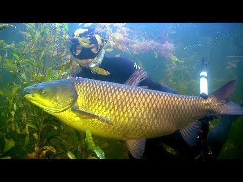 Видео: Подводная охота на Балхаше. АМУР 20 кг.