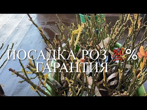 Видео: Розы. 🌹🌹🌹Сажаем розы вместе и успех  их укоренения обеспечен на 💯 %