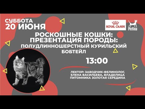Видео: РОСКОШНЫЕ КОШКИ: ПРЕЗЕНТАЦИЯ ПОРОДЫ. ПОЛУДЛИННОШЕРСТНЫЙ КУРИЛЬСКИЙ БОБТЕЙЛ