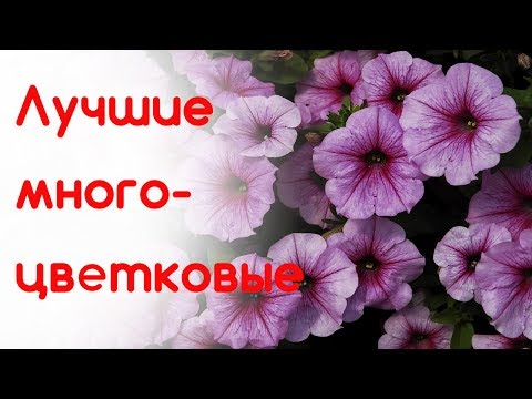 Видео: Семицветик после обрезки. Многоцветковая петуния. Выбираем  сорт