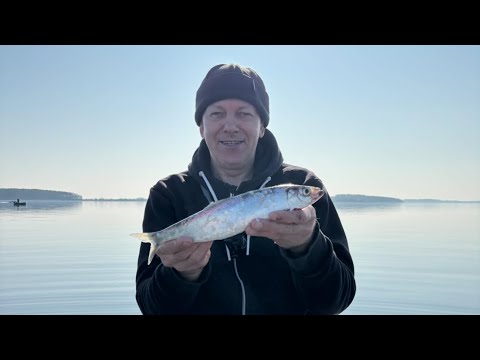 Видео: Будет ловиться селёдка или нет?