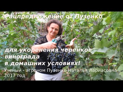 Видео: Повышение процента проращивания черенков-рацпредложение (Пузенко)