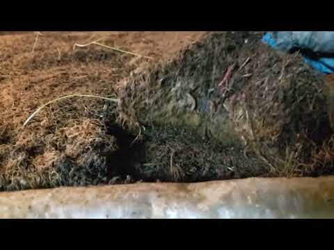 Видео: Кормление червей. 20.11.2022г
