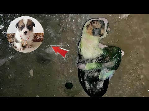 Видео: Забытая на дороге щенок, спасённый после невероятной трансформации!