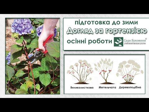 Видео: Готуємо гортензії до холодів. Що робити з гортензією восени. Укриття, обрізка, викопування гортензії