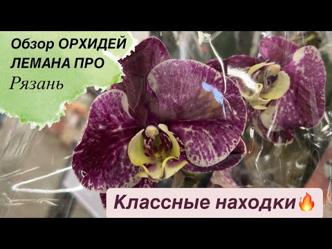 Видео: 🟣ШИКАРНЫЕ НАХОДКИ 🔥ОБЗОР ОРХИДЕЙ РЯЗАНЬ Лемана Про, Леруа #обзорорхидейлеруа #обзорорхидейрязань