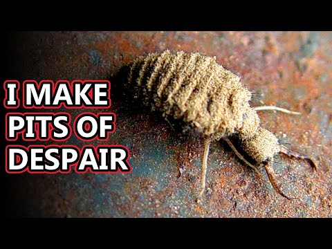 Видео: Факты о муравьиных львах: ужасы в песках | Архив фактов о животных