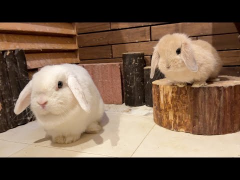 Видео: Тур по кафе с кроликами в Японии! Милые кролики и вкусная еда, которые растопят ваше сердце🐰🧁