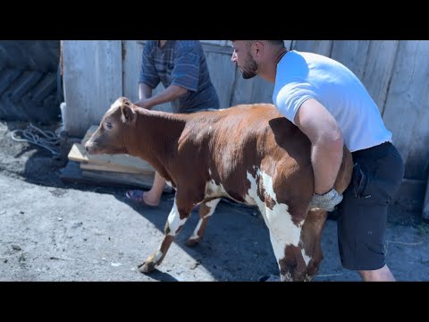 Видео: Перевожу БЫЧКОВ в новый загон!