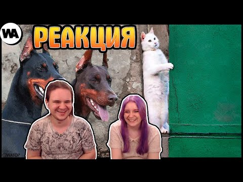 Видео: Вот Почему Кошки Ненавидят Собак | РЕАКЦИЯ НА @WATOP |