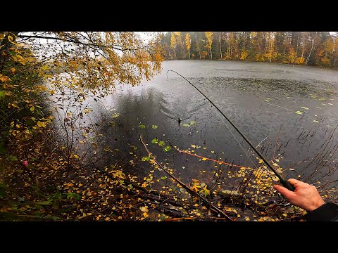 Видео: КЛЮЕТ ЛИ РЫБА В УРАГАН??  Я РЕШИЛ ПРОВЕРИТЬ....