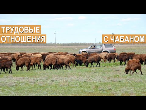 Видео: Трудовые отношения с чабаном. Гишларкаев Е.И. ООО Волгоград-Эдильбай