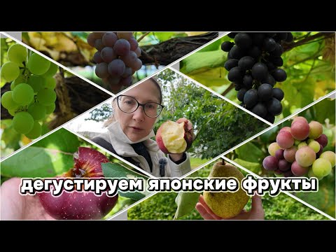 Видео: Виноградный влог: новая локация, новые впечатления #1